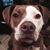 Jessica Dickey's profile image