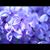 Perry Lilac's profile image
