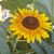 Karmen Garcia-mora Pajuelo's profile image