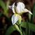Flo Hix's profile image