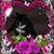 Cookie Grooms's profile image