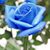 Lynn Blankenheim Beltran's profile image