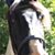 Betty Minard's profile image