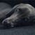 Deanna Dotta's profile image