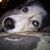 Amanda Zarlenga's profile image