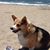 Melisa Totten's profile image