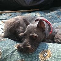 Melisa Ralston's profile image