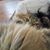 Sue Fiala Girsch's profile image