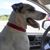 Karen Meadows Green's profile image