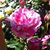 Hollie Brooks's profile image