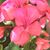 Fatima Moghis's profile image