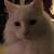 Christine Lux-Stewart's profile image