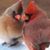 Susan Sweetman's profile image