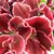 Bernadette Rainosek's profile image