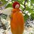 Antonieta Silvino's profile image