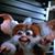 Erikapie Kriegsheim's profile image
