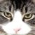 Julie P's profile image