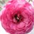 Alicia Geier's profile image