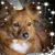 Susan Stenner's profile image