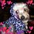 Sophie Chang's profile image