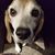 Shannon Russell-Phipps's profile image