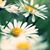 Mary Wind's profile image