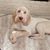 Gina Cunningham's profile image