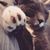 Peso ZT's profile image