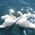 Linda Swan's profile image