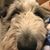 Sarah Matteson Piszel's profile image