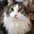 Sharon Smith's profile image
