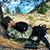 Kole Shaul's profile image