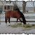 Heidi Maahs's profile image