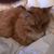 Debra Hensel's profile image