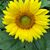 Linda McDowell-Gerstein's profile image