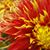 Val DiCosmo's profile image