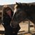Helene Z. Fenger's profile image