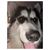 Amelia Adams's profile image
