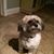 Diane Gaeta DeNicola's profile image