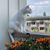 Alice Stilwell McPeak's profile image