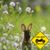 Karen Klein Marks's profile image