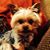 Lucy Belle's profile image
