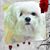 Lorraine Graziano Crimando's profile image