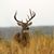 Emmitt Topping's profile image