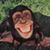 Elle Gibbons's profile image