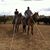 Rope Steers's profile image
