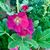 Noella Pasion Goodyear's profile image