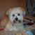 Debra Santistevan Henson's profile image