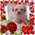 Nancy Cook Shutes's profile image
