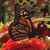 Terri Janus's profile image